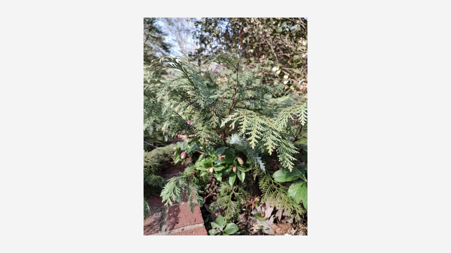 An underutilized conifer,Thuja koriaensis ‘Glauca Prostrata’