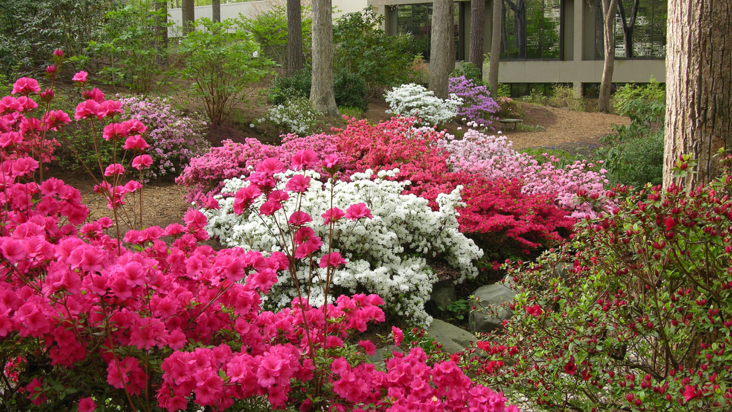 Rhododendrons in bloom outside of McElreath Hal