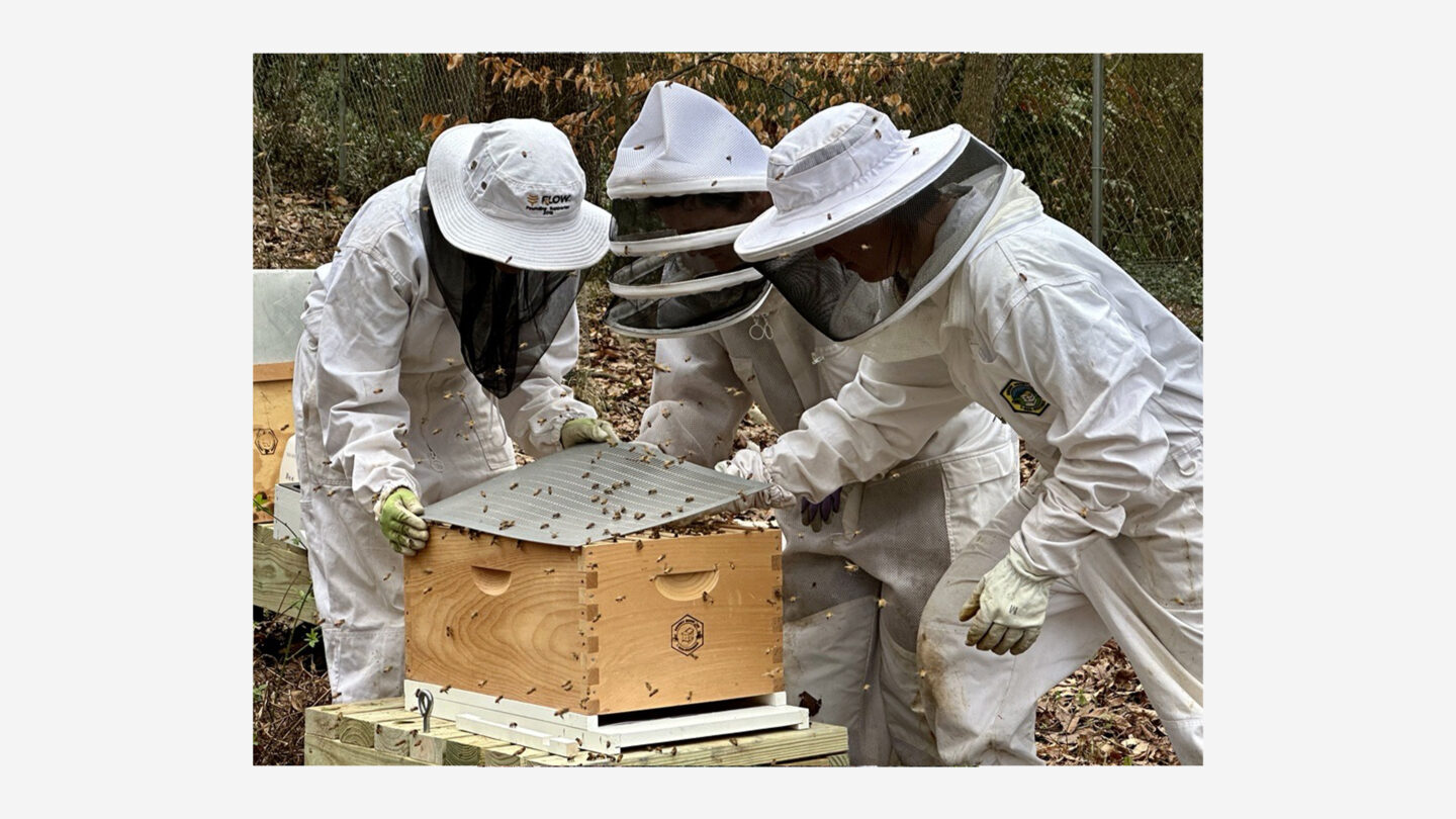 Bee team members attempt to settle the swarm in a new hive body.