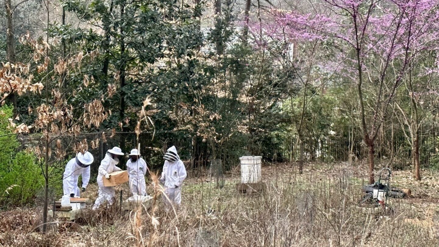 bee keeping