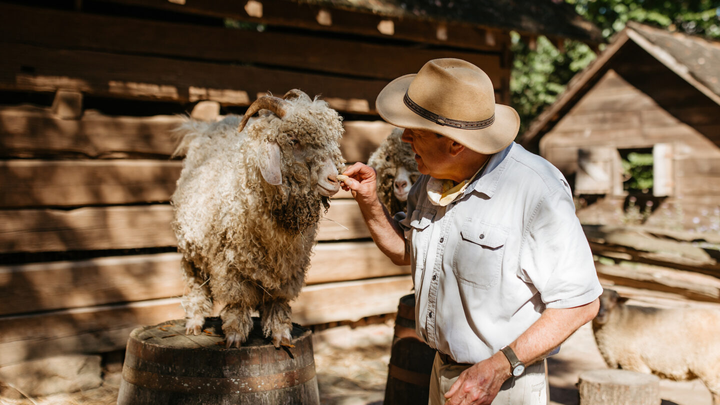 man feeding goat