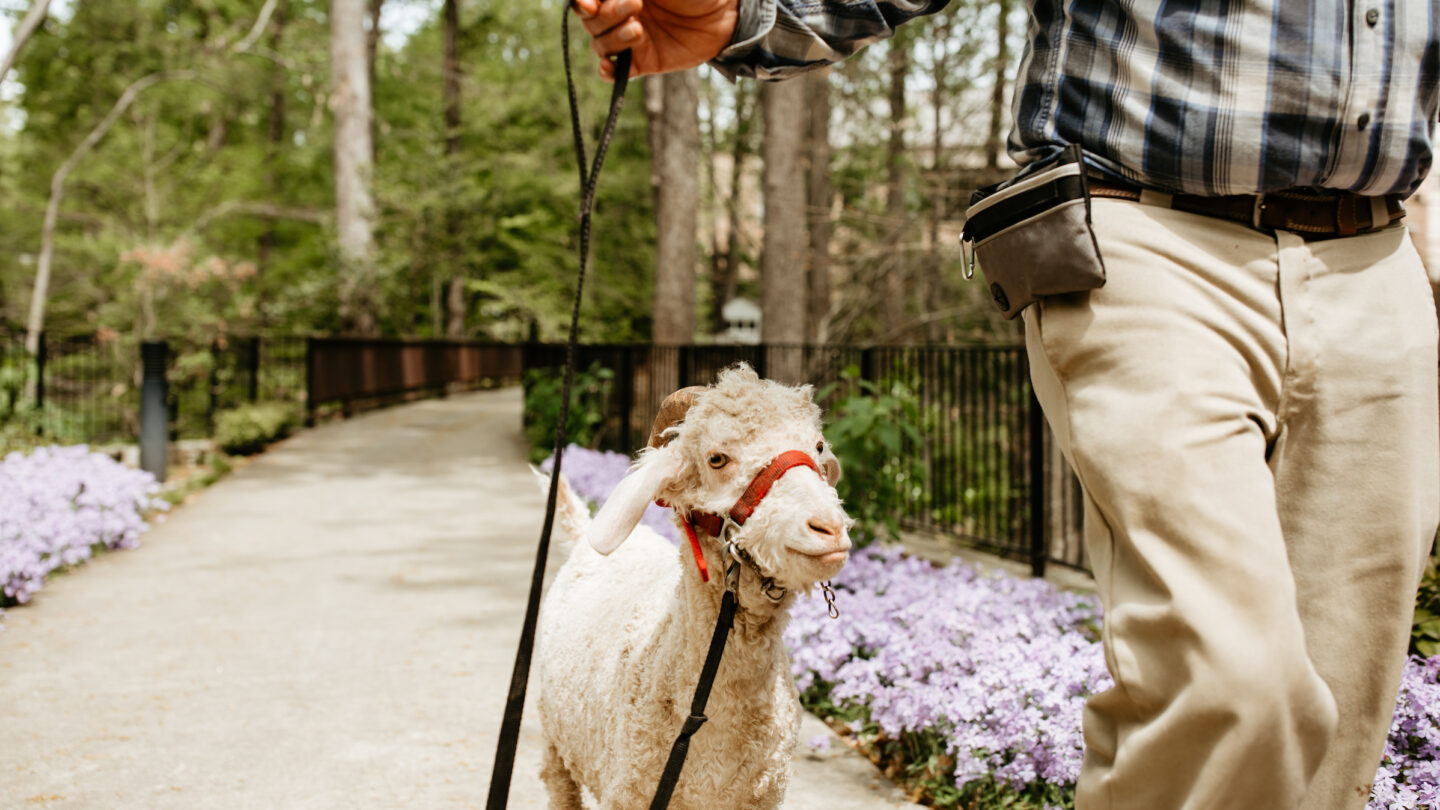 goat on a stroll