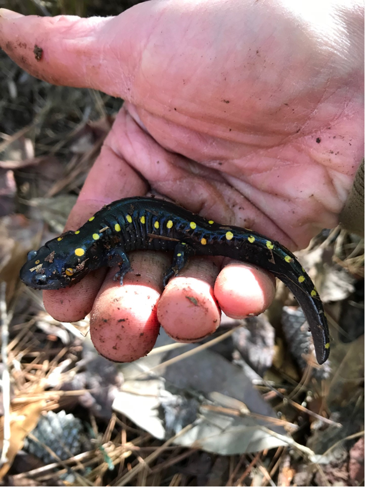 Spotted salamander