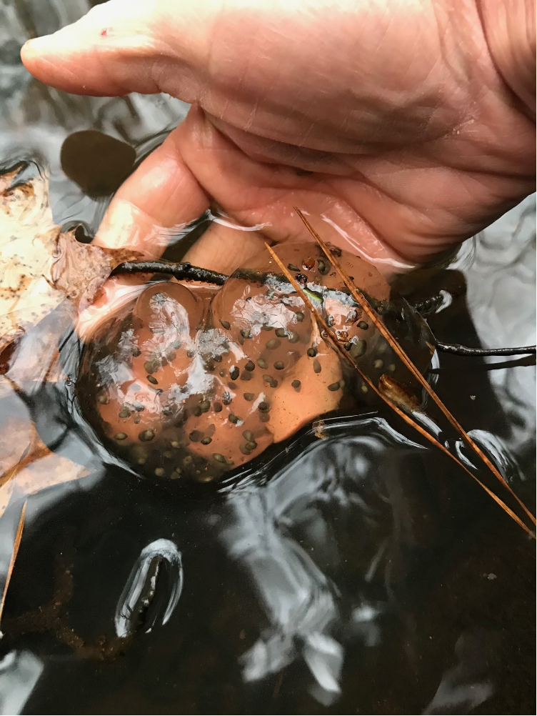 Spotted Salamander egg mass