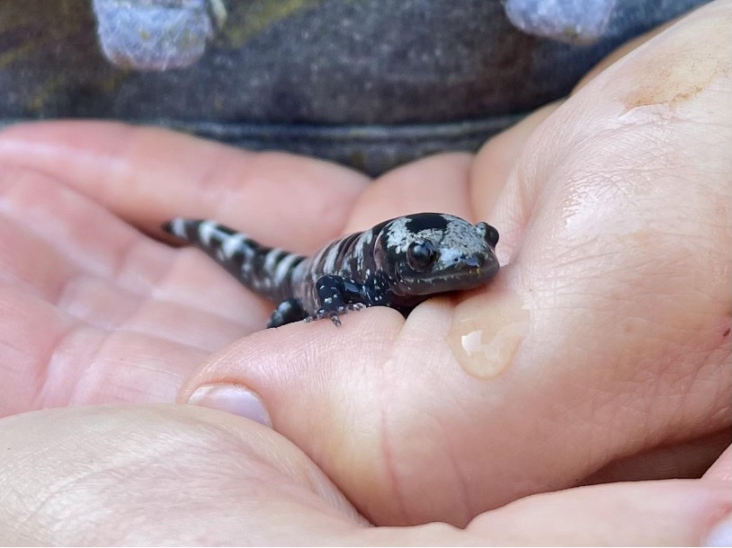 marbled salamander