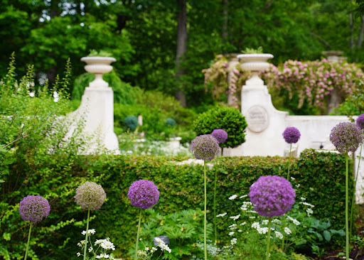 Giant allium flower