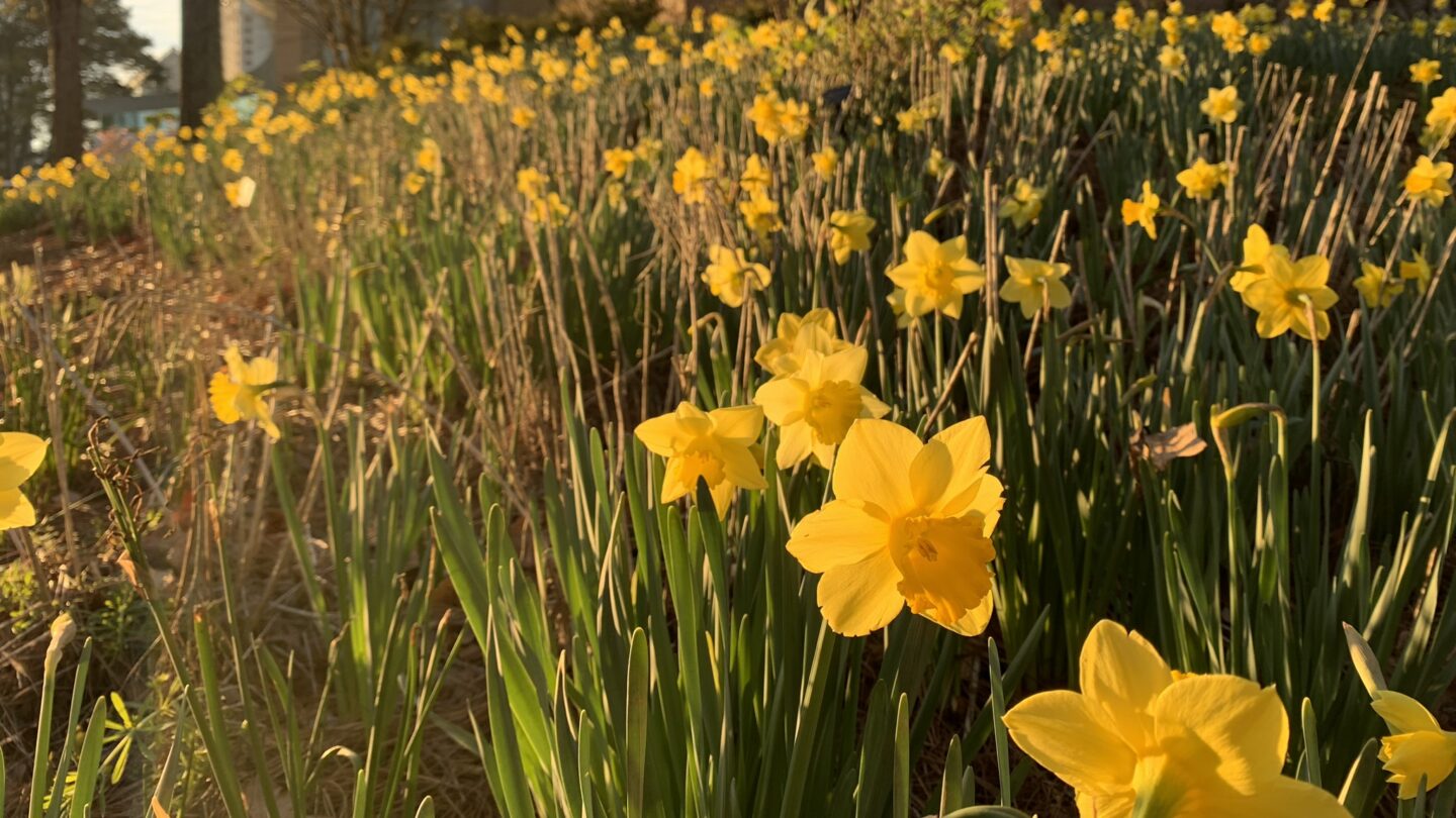 yellow flowers in a field