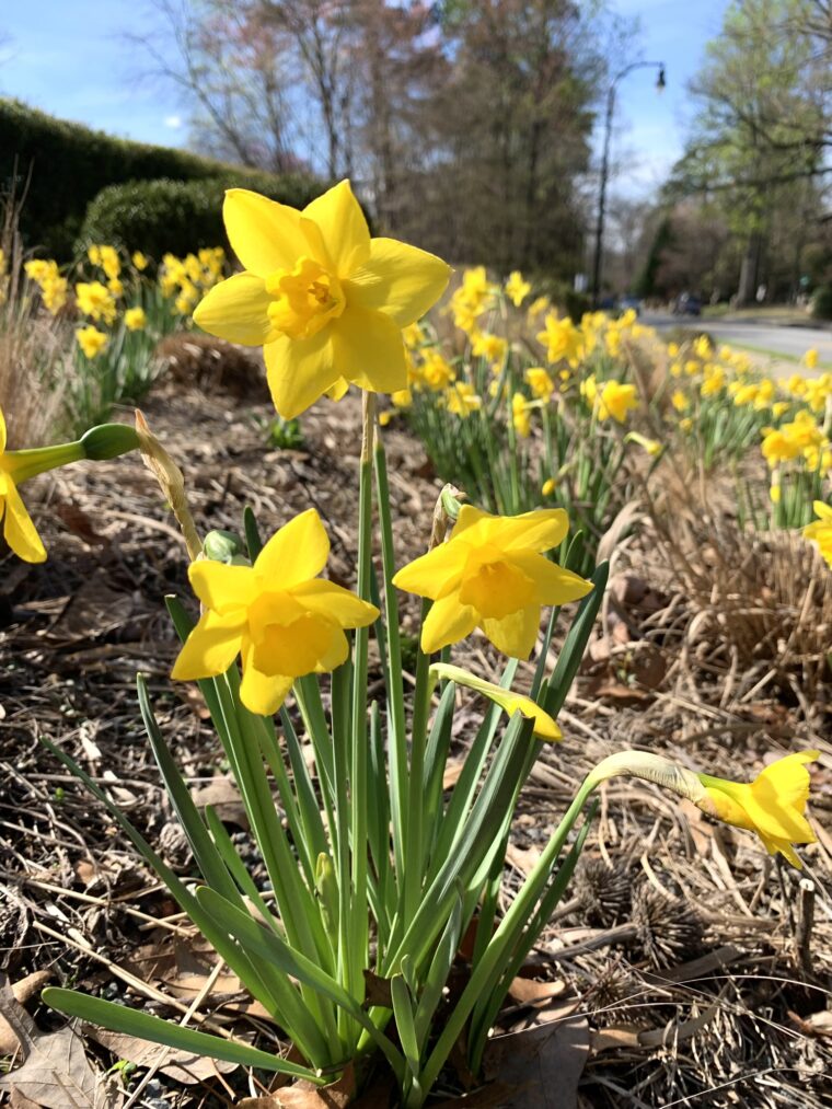 yellow flowers