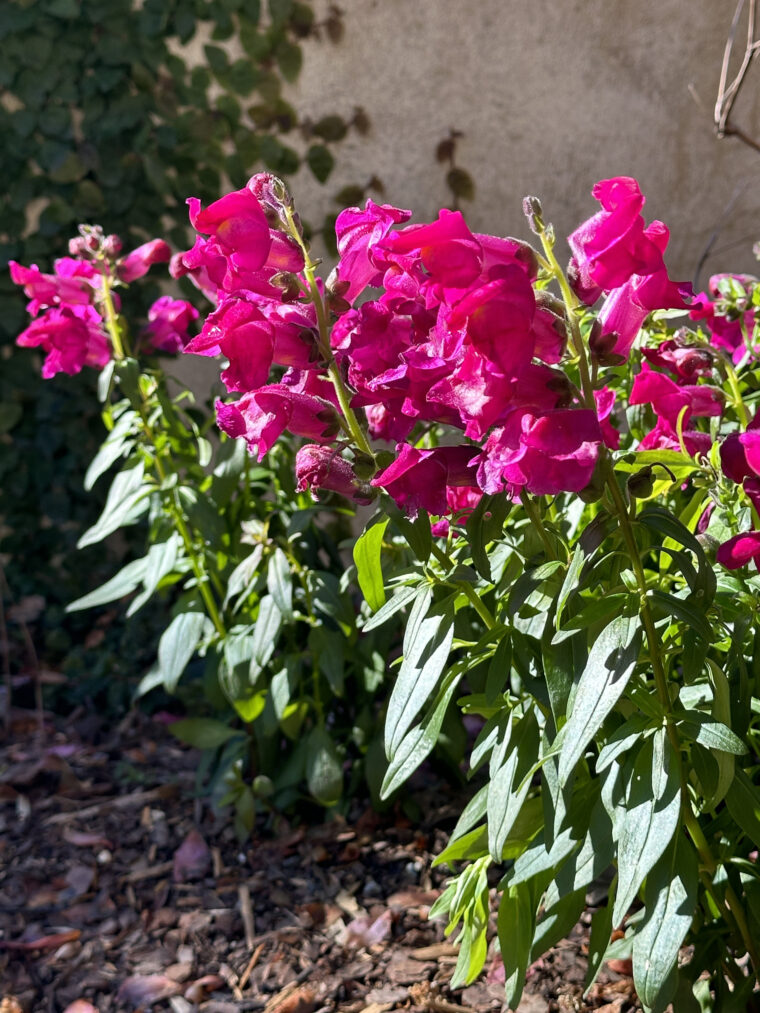 deep pink flowers