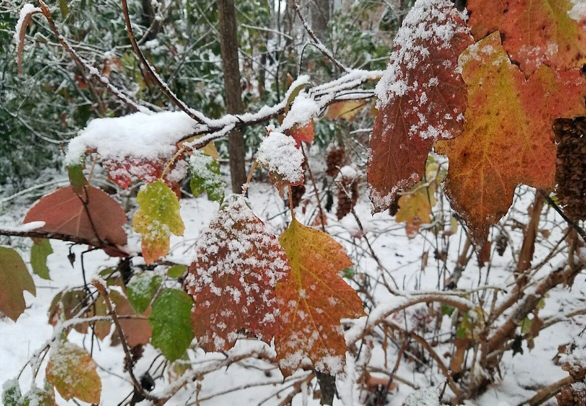 leaves covered in snow