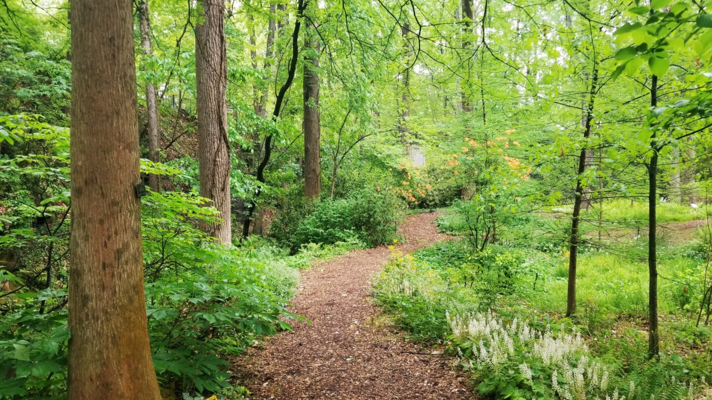 Photo of Quarry Garden in the Spring