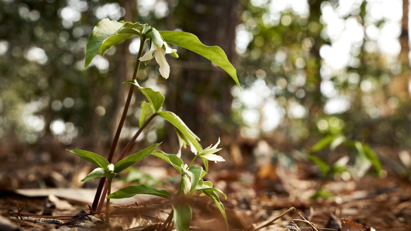 Photo of Trillium in Spring