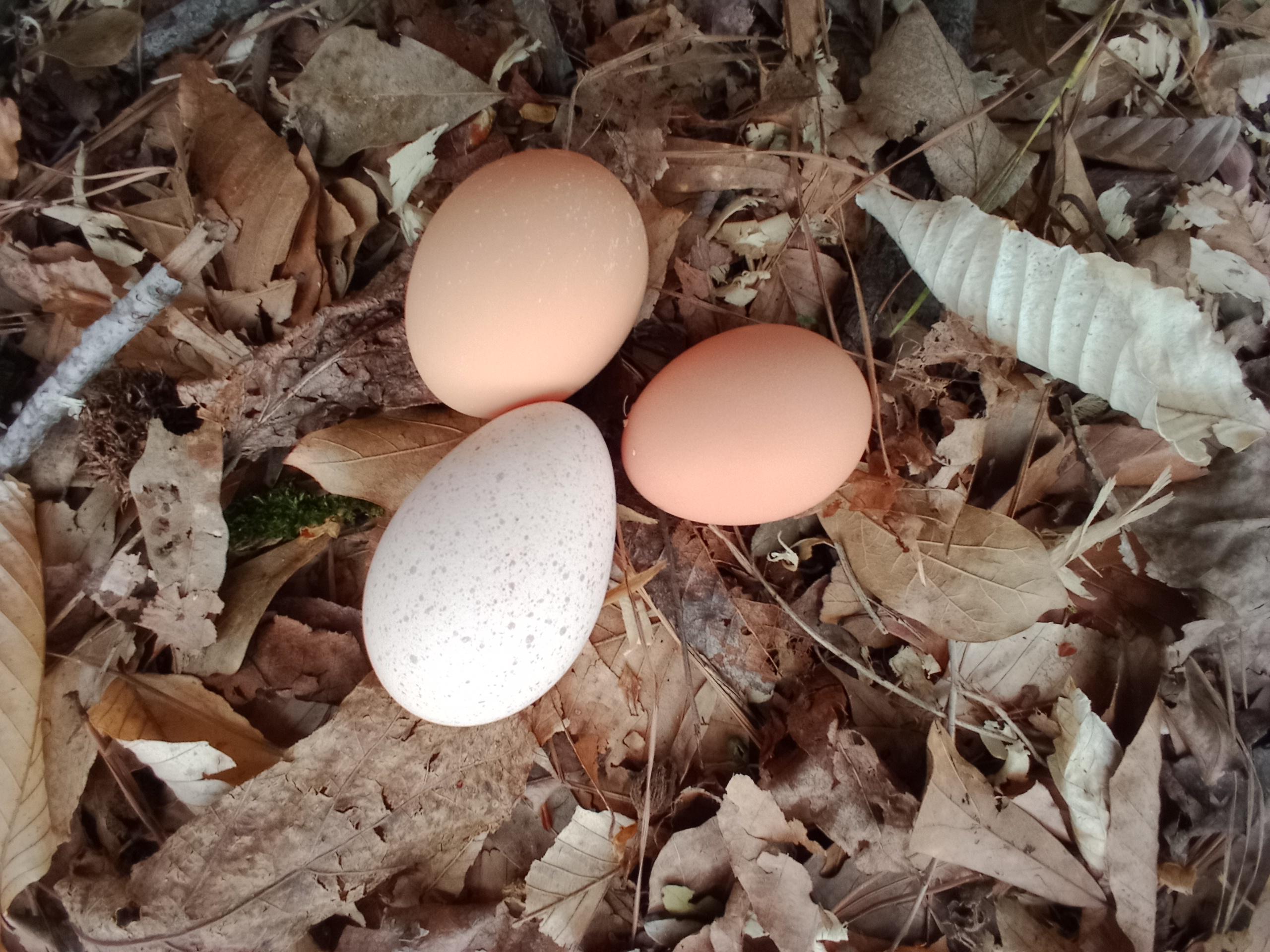 TURKEY AND CHICKEN EGGS
