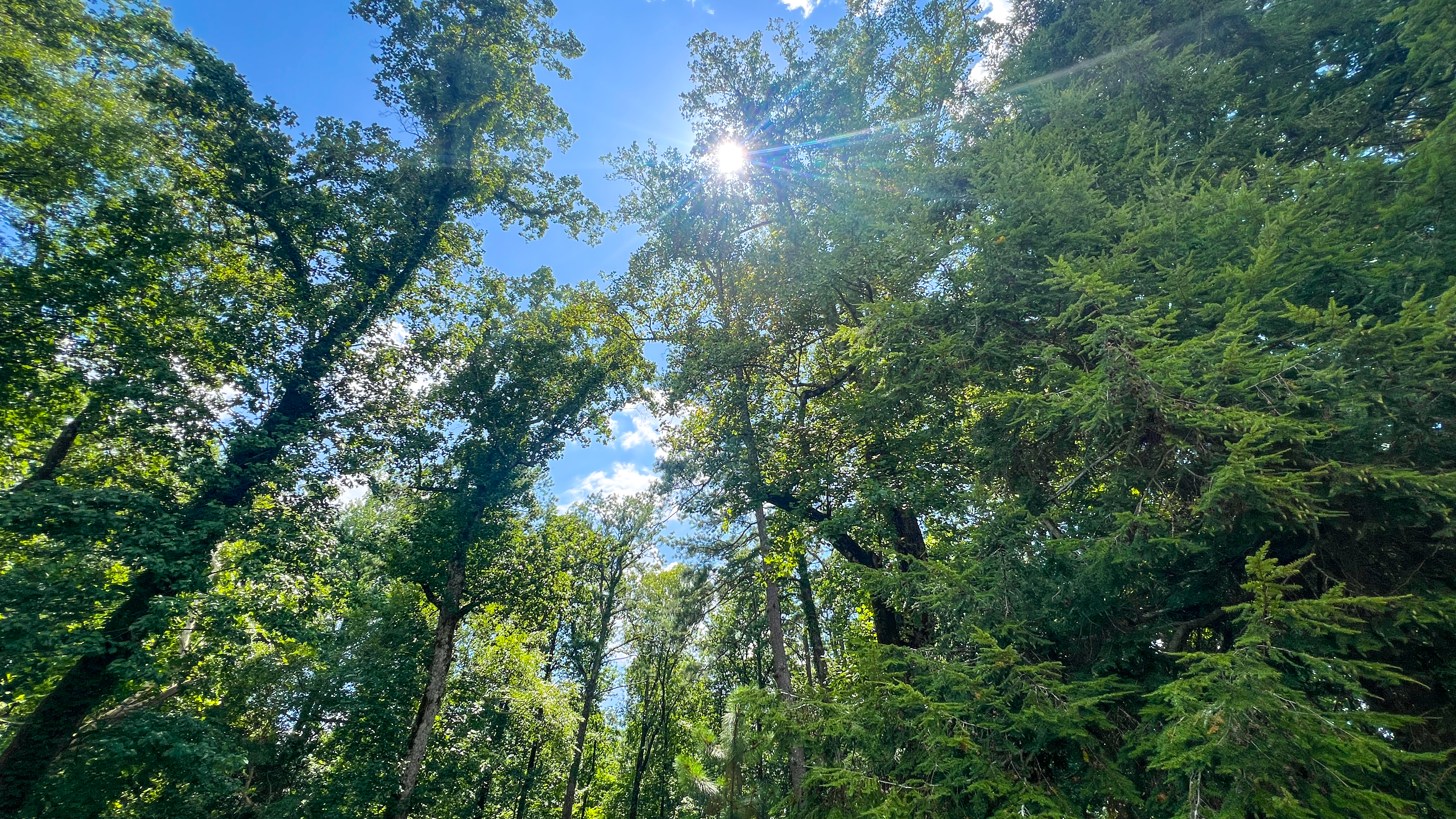 chihiro.HAWKS Graphic) Cooper's hawk makes a meal of a Roadrunner in Green